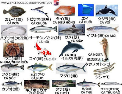 Tên các loài cá bằng tiếng Nhật